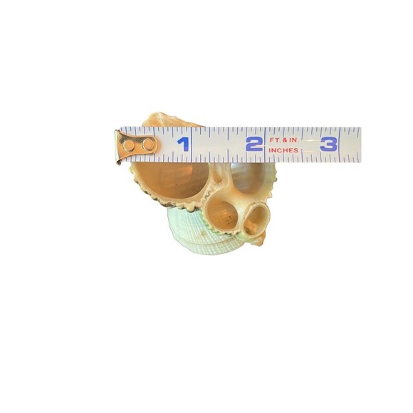 Miniature Seashell Figurine Trinket - Picture 2 of 6